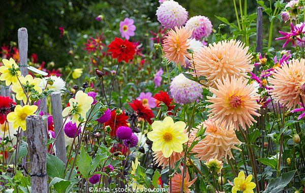 Dahlien und andere Dauerblühen für das Cottage Beet