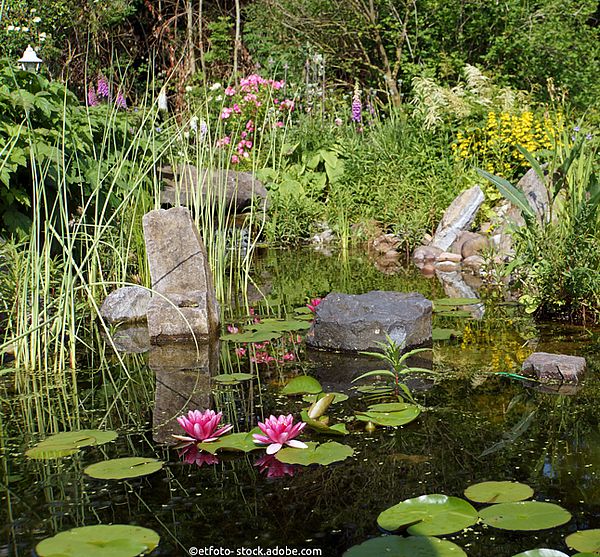 Seerosenteich im naturnahen Garten