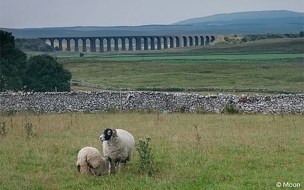Schafe in den Yorkshire Dales