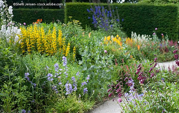 Staudenbeet mit Hecke im Hintergrund