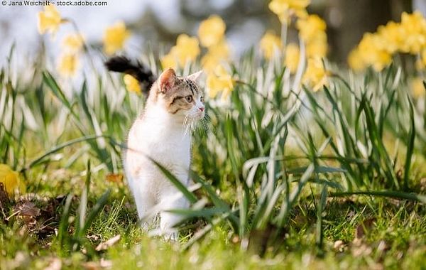 Finden Sie das passende Geschenk für Katzenliebhaberinnen
