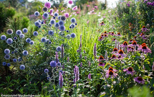 Blumen im naturnahen Garten