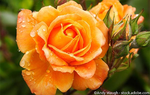 Tipps zur Pflege nicht nur englischer Rosen
