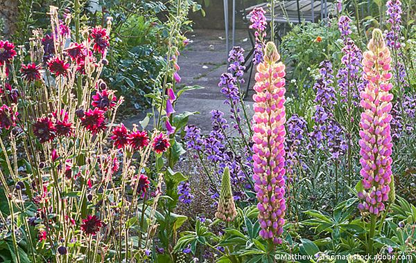 Fingerhut und Lupinen für das Cottage Garden Beet