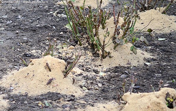 Feiner Rindenmulch ist als Frostschutz ungeeignet