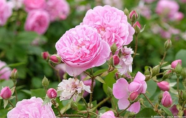 Düfte & Accessoires für Liebhaberinnen englischer Rosen