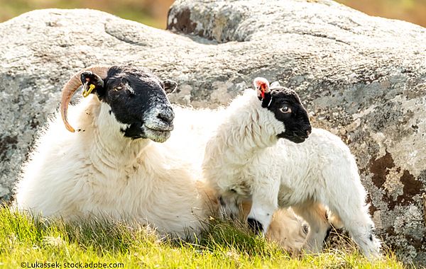 Finden Sie das passende Geschenk für Tierfreunde