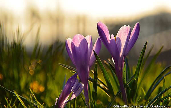 Erste Frühlingsboten: Krokusse im Morgenlicht