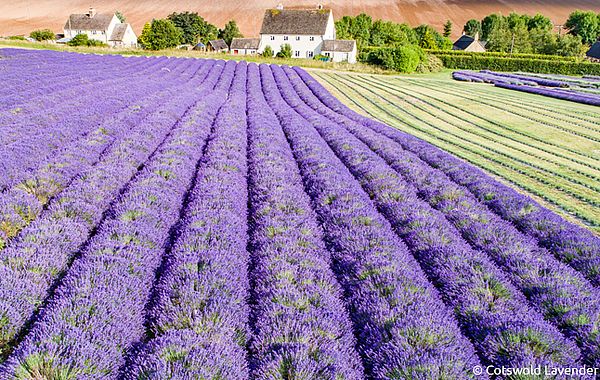 Lavendelfelder in den Cotswolds Cotswolds Lavendelfelder