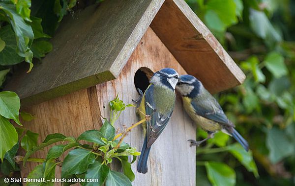 A pair of Blue Tits at a nesting box