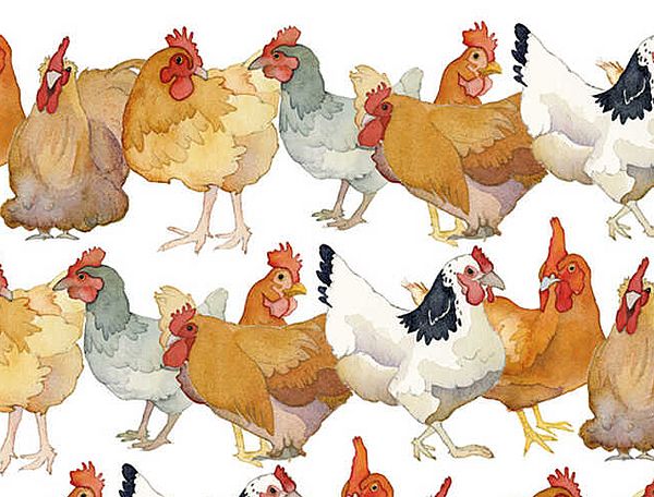 Emma Ball Design Chickens Hühnerschar von Designerin Emma Ball