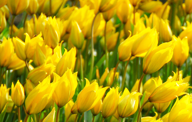 Gelbe Waldtulpen von Taylors Bulbs