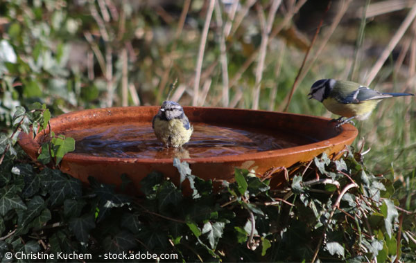 Wasserstelle für Vögel im Garten