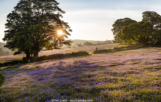 Frühlingsmorgen im Dartmoor National Park in Devon