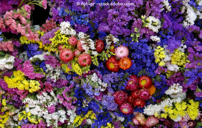 Statice flowers on a stall in Columbia Road Flower Market in London, England, UK. Statice also known as limonium, latifolia and sea lavender