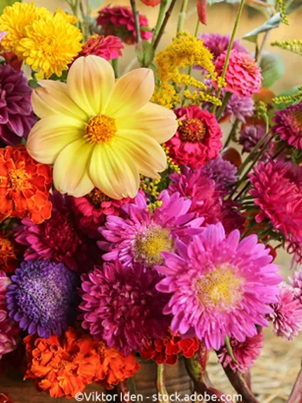 Blumenmeer