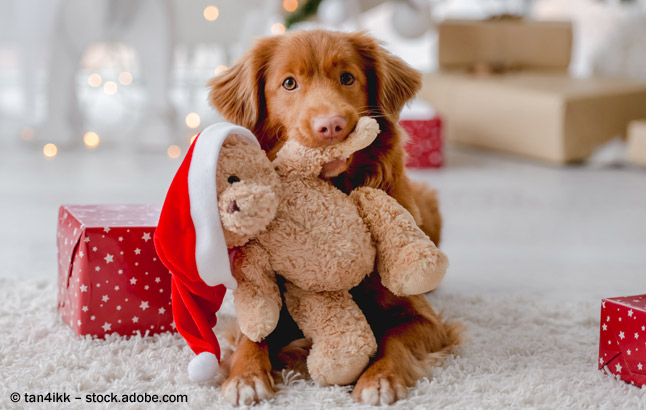 Hund mit Teddybär im Maul