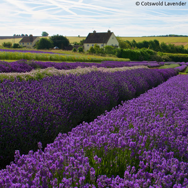 Cotswolds Lavendelfarm