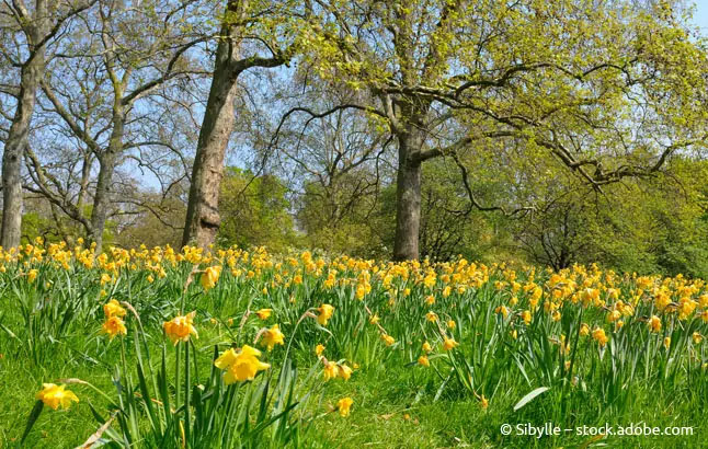 Wiese mit Narzissen