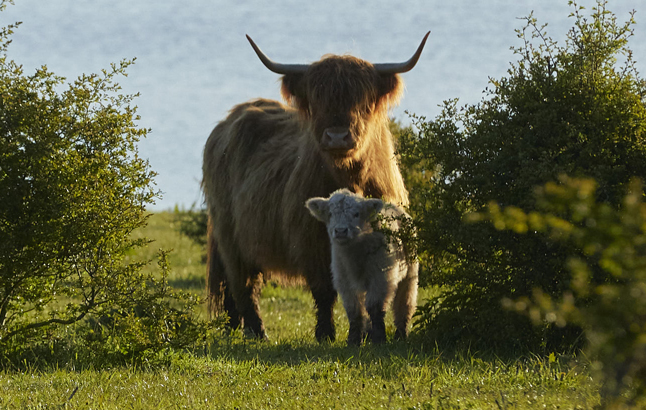 Highland Cow mit Kalb in der Holsteinischen Schweiz