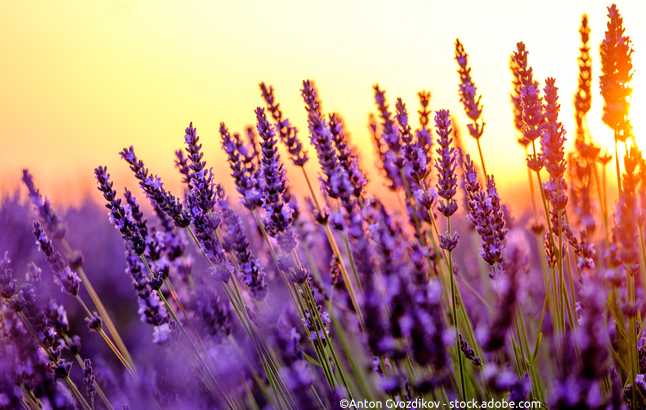 Lavendelpflanzen im Licht des Sonnenuntergangs