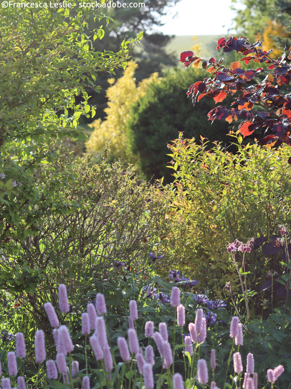 Hecken, Sträucher & Bäume dienen als natürliche Begrenzung im naturnahen Garten