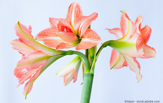 Amaryllis von Taylors Bulbs