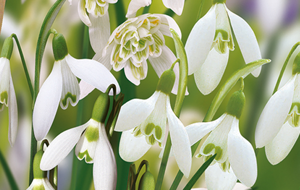 Blumenzwiebeln Snowdrops Collection von Taylors Bulbs