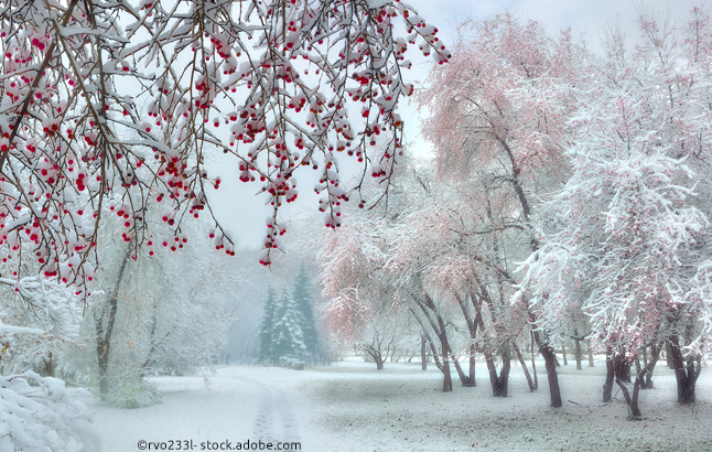 Tief verschneiter Winterwald