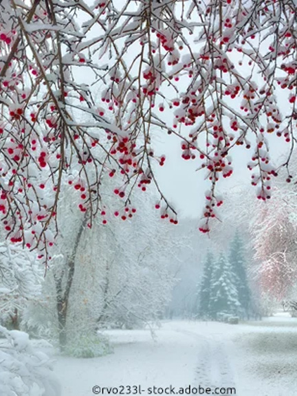 Tief verschneiter Wald mit Beeren
